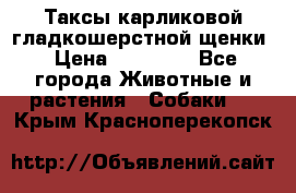 Таксы карликовой гладкошерстной щенки › Цена ­ 20 000 - Все города Животные и растения » Собаки   . Крым,Красноперекопск